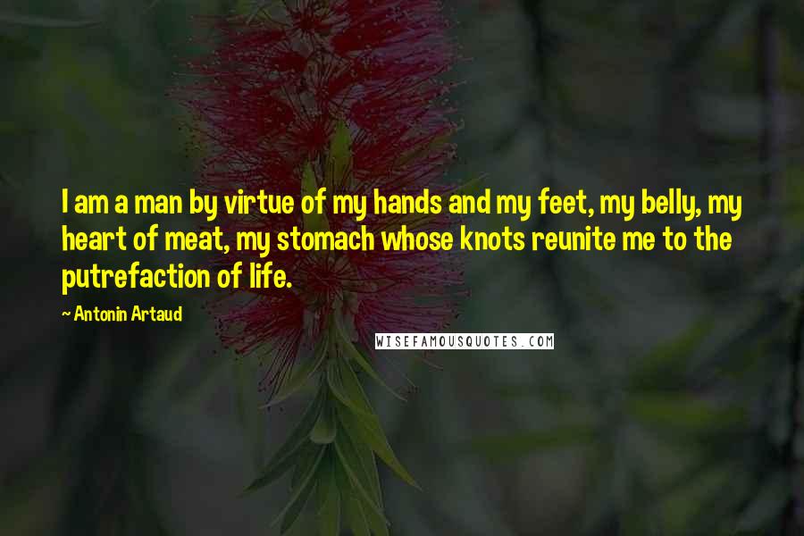 Antonin Artaud Quotes: I am a man by virtue of my hands and my feet, my belly, my heart of meat, my stomach whose knots reunite me to the putrefaction of life.