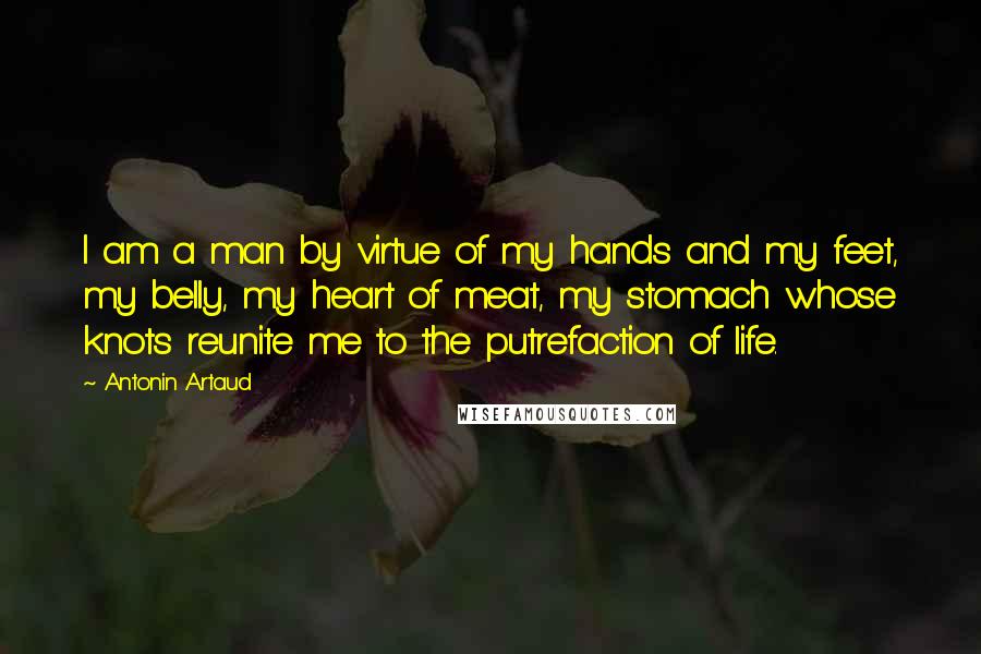 Antonin Artaud Quotes: I am a man by virtue of my hands and my feet, my belly, my heart of meat, my stomach whose knots reunite me to the putrefaction of life.