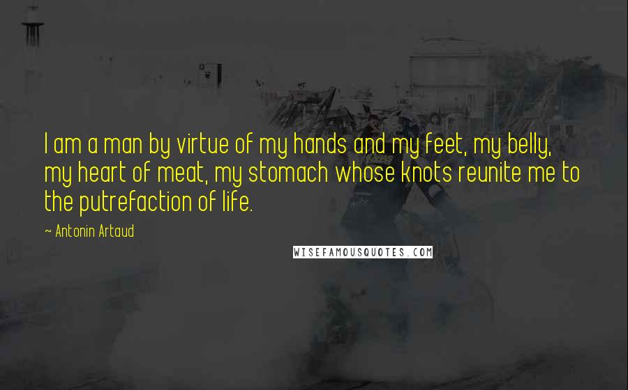 Antonin Artaud Quotes: I am a man by virtue of my hands and my feet, my belly, my heart of meat, my stomach whose knots reunite me to the putrefaction of life.