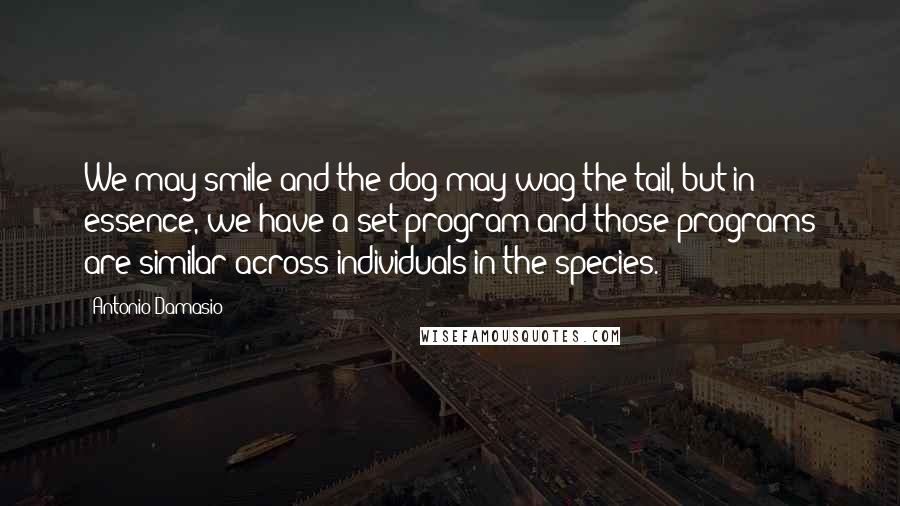 Antonio Damasio Quotes: We may smile and the dog may wag the tail, but in essence, we have a set program and those programs are similar across individuals in the species.