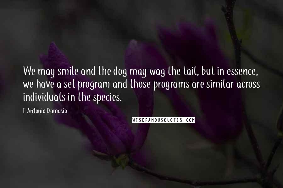 Antonio Damasio Quotes: We may smile and the dog may wag the tail, but in essence, we have a set program and those programs are similar across individuals in the species.
