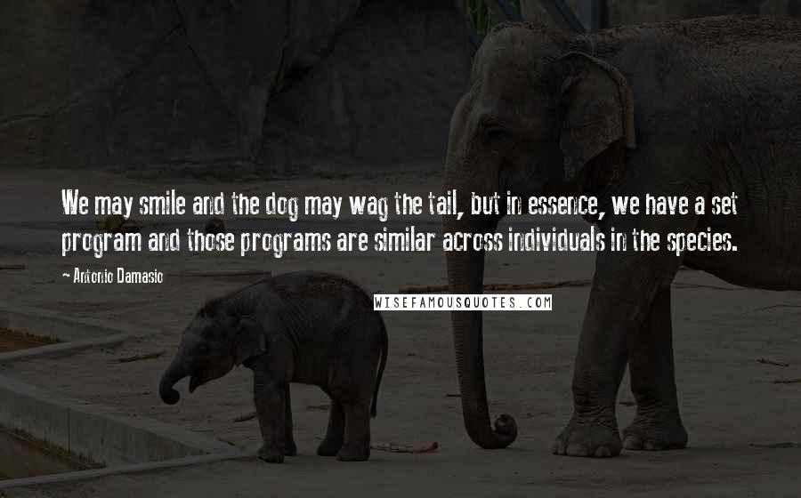 Antonio Damasio Quotes: We may smile and the dog may wag the tail, but in essence, we have a set program and those programs are similar across individuals in the species.