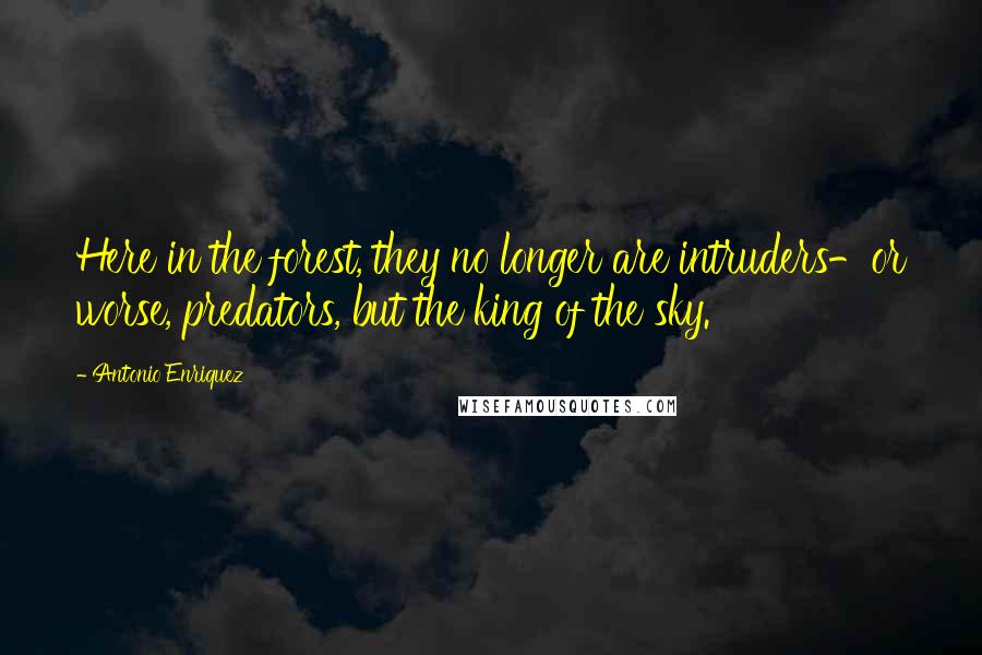 Antonio Enriquez Quotes: Here in the forest, they no longer are intruders-or worse, predators, but the king of the sky.