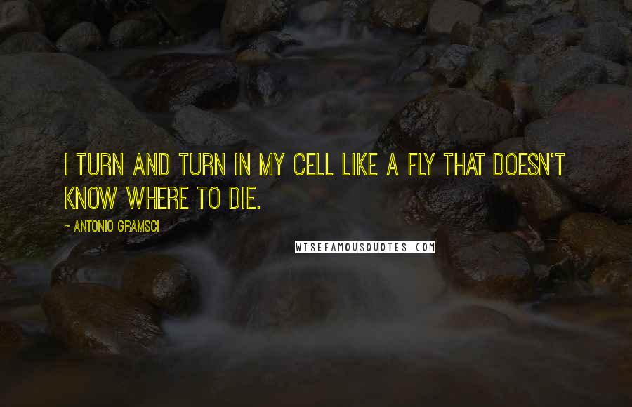 Antonio Gramsci Quotes: I turn and turn in my cell like a fly that doesn't know where to die.
