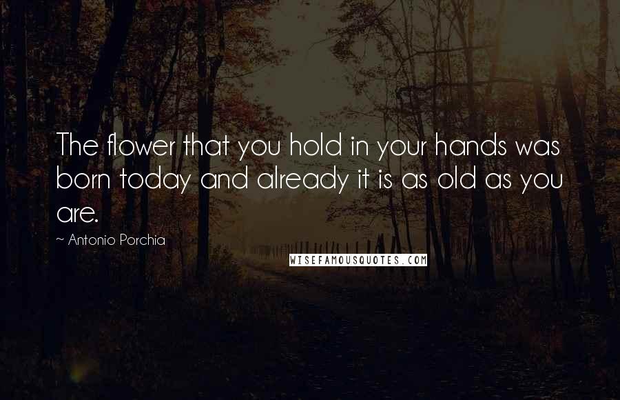 Antonio Porchia Quotes: The flower that you hold in your hands was born today and already it is as old as you are.