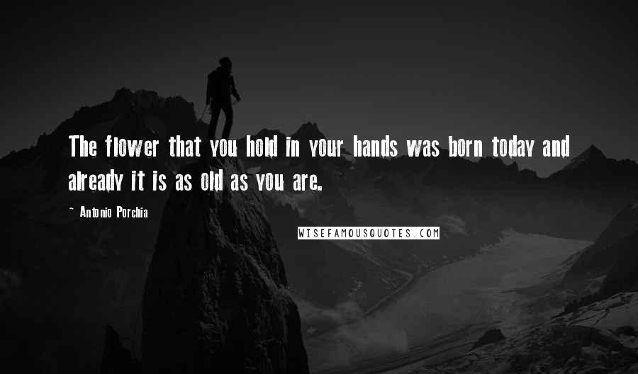 Antonio Porchia Quotes: The flower that you hold in your hands was born today and already it is as old as you are.