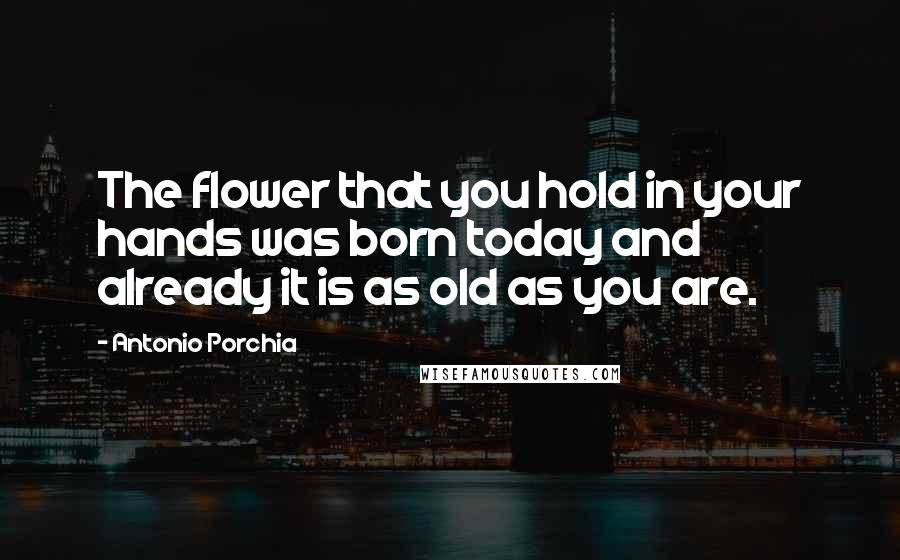 Antonio Porchia Quotes: The flower that you hold in your hands was born today and already it is as old as you are.