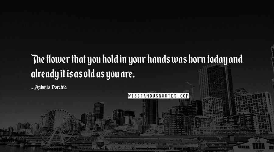Antonio Porchia Quotes: The flower that you hold in your hands was born today and already it is as old as you are.