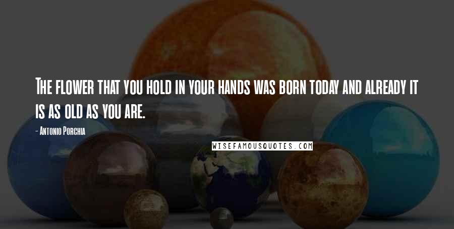 Antonio Porchia Quotes: The flower that you hold in your hands was born today and already it is as old as you are.