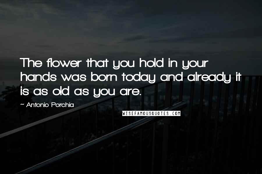 Antonio Porchia Quotes: The flower that you hold in your hands was born today and already it is as old as you are.