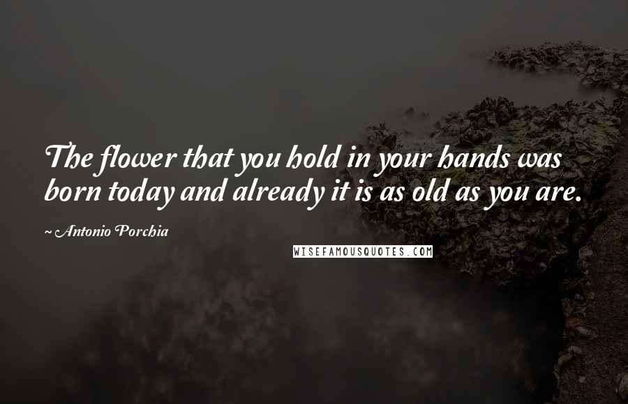 Antonio Porchia Quotes: The flower that you hold in your hands was born today and already it is as old as you are.