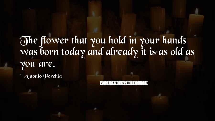 Antonio Porchia Quotes: The flower that you hold in your hands was born today and already it is as old as you are.