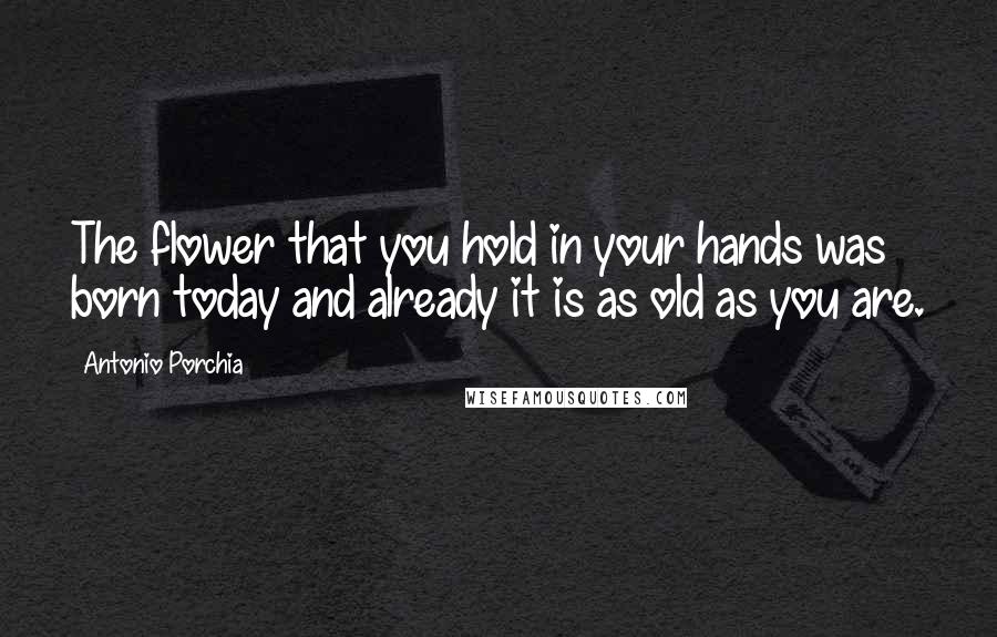 Antonio Porchia Quotes: The flower that you hold in your hands was born today and already it is as old as you are.