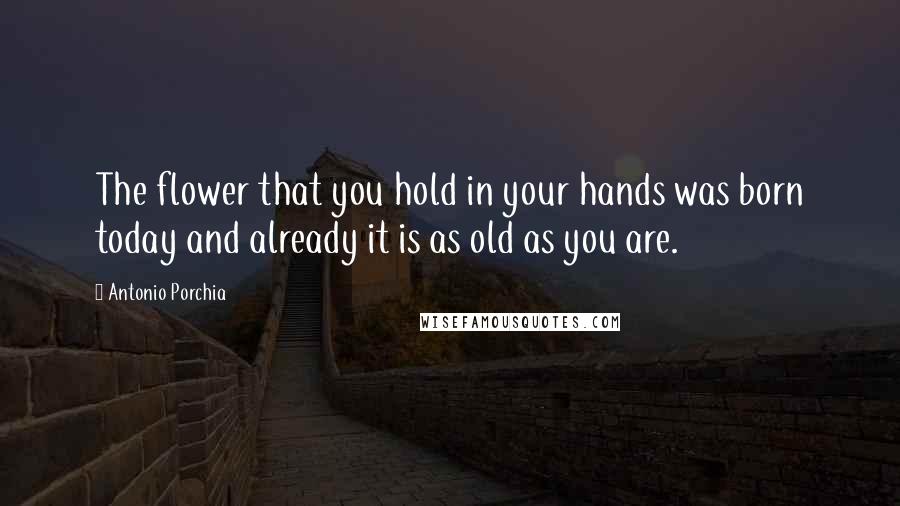 Antonio Porchia Quotes: The flower that you hold in your hands was born today and already it is as old as you are.