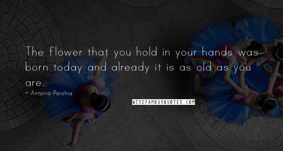 Antonio Porchia Quotes: The flower that you hold in your hands was born today and already it is as old as you are.