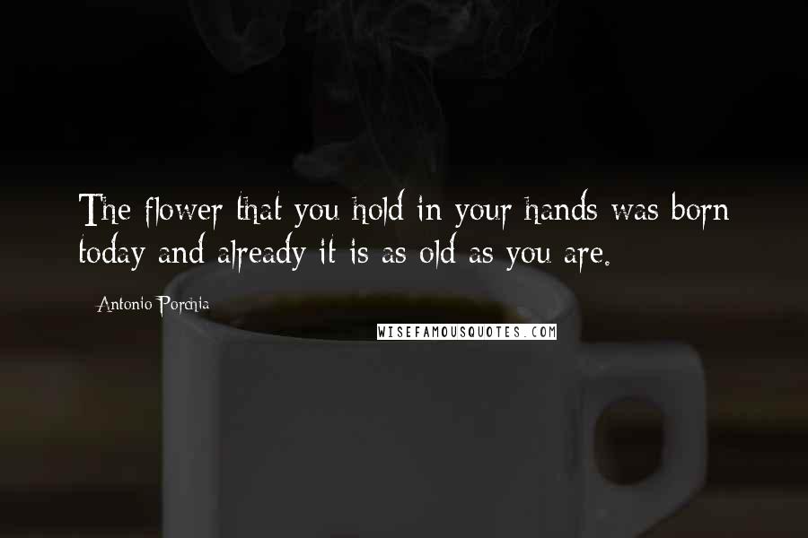 Antonio Porchia Quotes: The flower that you hold in your hands was born today and already it is as old as you are.