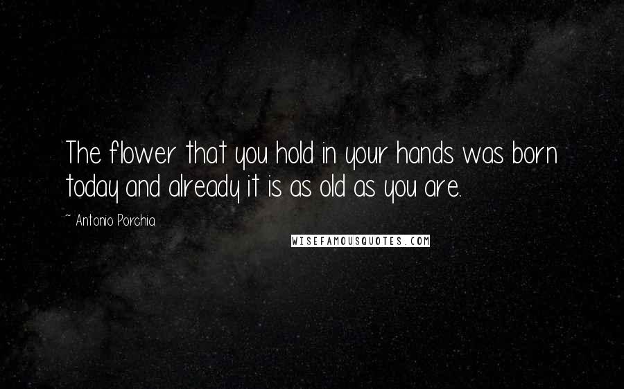 Antonio Porchia Quotes: The flower that you hold in your hands was born today and already it is as old as you are.