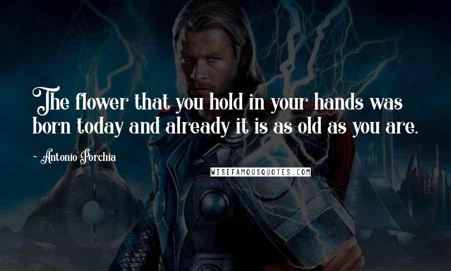 Antonio Porchia Quotes: The flower that you hold in your hands was born today and already it is as old as you are.