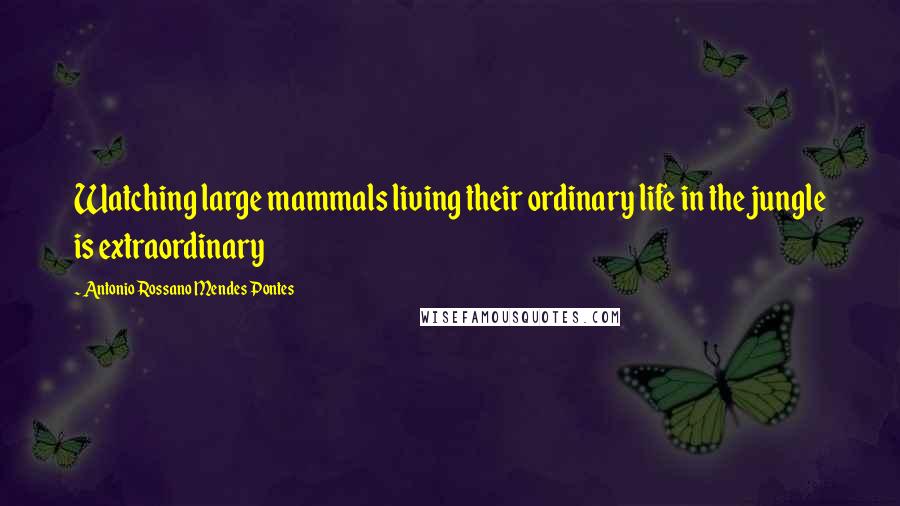 Antonio Rossano Mendes Pontes Quotes: Watching large mammals living their ordinary life in the jungle is extraordinary