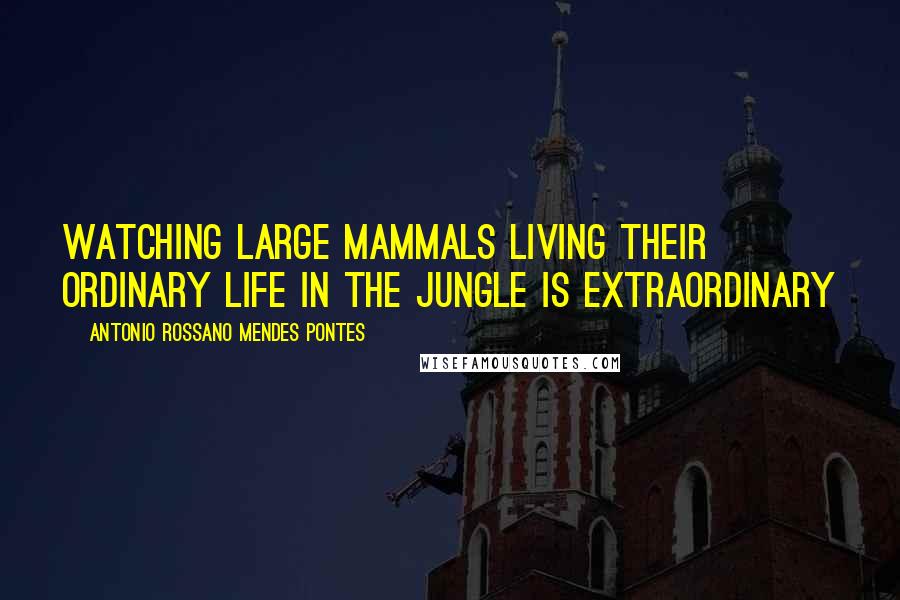 Antonio Rossano Mendes Pontes Quotes: Watching large mammals living their ordinary life in the jungle is extraordinary