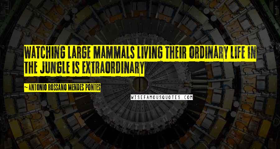 Antonio Rossano Mendes Pontes Quotes: Watching large mammals living their ordinary life in the jungle is extraordinary