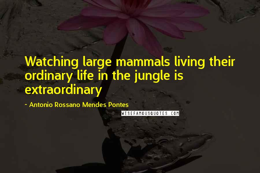 Antonio Rossano Mendes Pontes Quotes: Watching large mammals living their ordinary life in the jungle is extraordinary