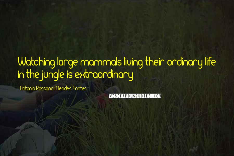 Antonio Rossano Mendes Pontes Quotes: Watching large mammals living their ordinary life in the jungle is extraordinary