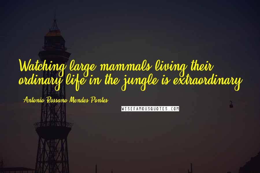 Antonio Rossano Mendes Pontes Quotes: Watching large mammals living their ordinary life in the jungle is extraordinary