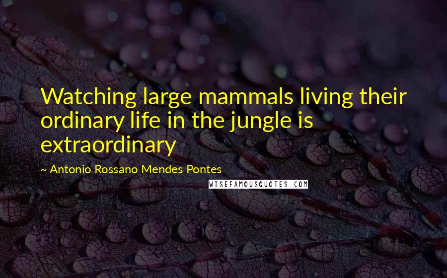 Antonio Rossano Mendes Pontes Quotes: Watching large mammals living their ordinary life in the jungle is extraordinary