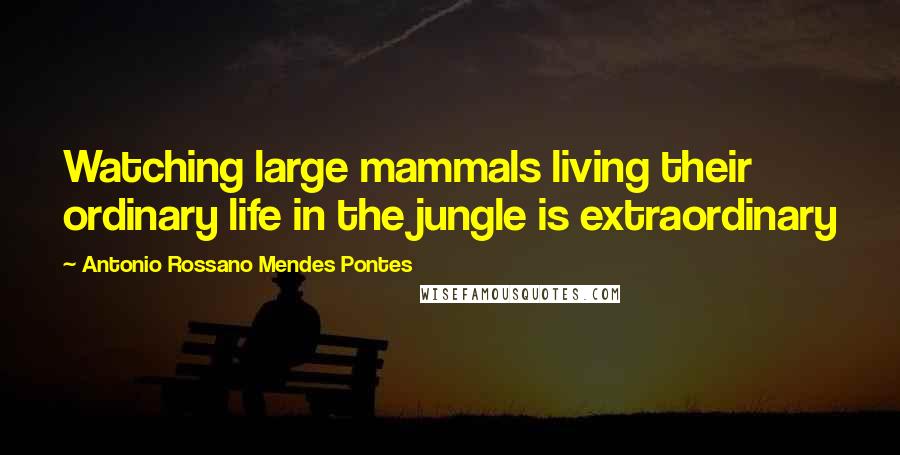 Antonio Rossano Mendes Pontes Quotes: Watching large mammals living their ordinary life in the jungle is extraordinary