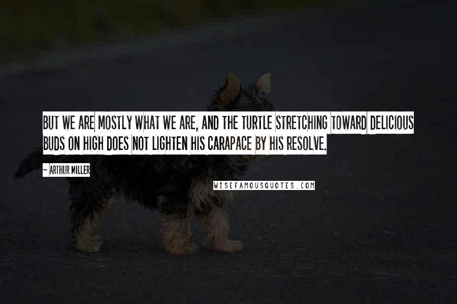 Arthur Miller Quotes: But we are mostly what we are, and the turtle stretching toward delicious buds on high does not lighten his carapace by his resolve.