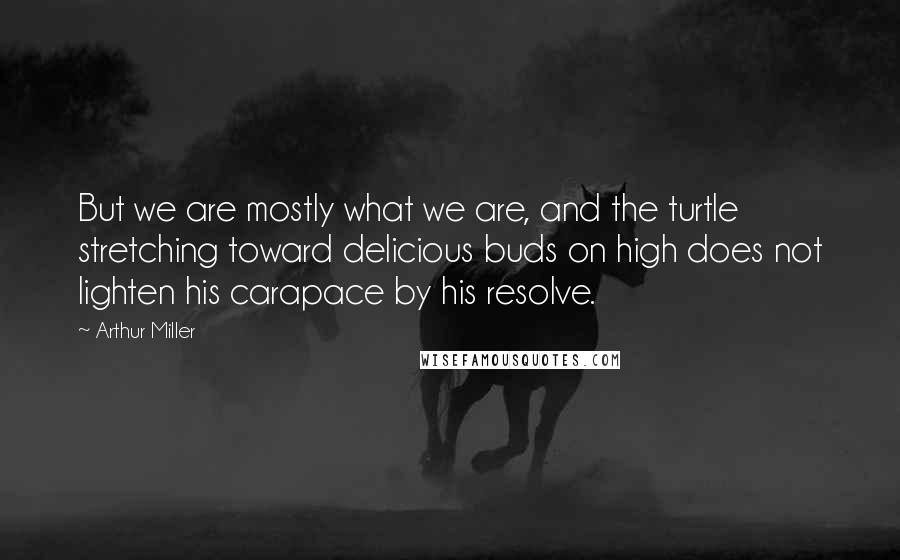 Arthur Miller Quotes: But we are mostly what we are, and the turtle stretching toward delicious buds on high does not lighten his carapace by his resolve.