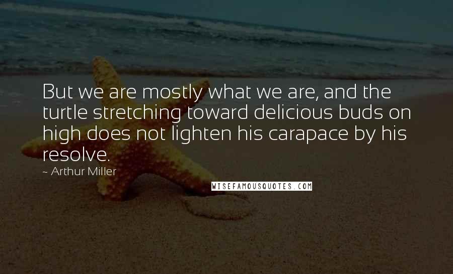 Arthur Miller Quotes: But we are mostly what we are, and the turtle stretching toward delicious buds on high does not lighten his carapace by his resolve.