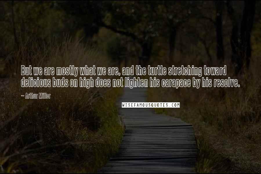 Arthur Miller Quotes: But we are mostly what we are, and the turtle stretching toward delicious buds on high does not lighten his carapace by his resolve.