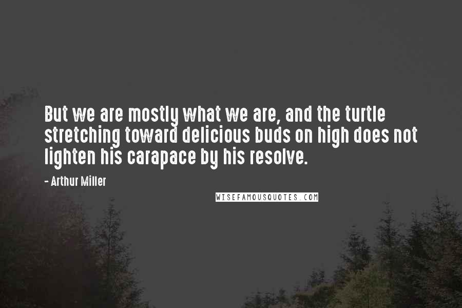 Arthur Miller Quotes: But we are mostly what we are, and the turtle stretching toward delicious buds on high does not lighten his carapace by his resolve.