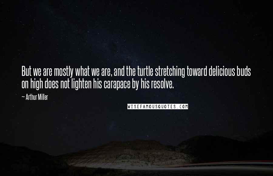 Arthur Miller Quotes: But we are mostly what we are, and the turtle stretching toward delicious buds on high does not lighten his carapace by his resolve.