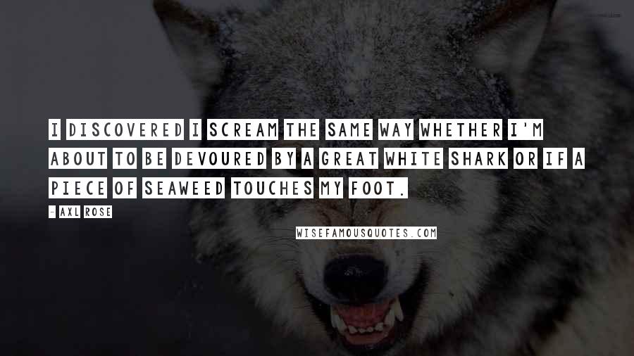Axl Rose Quotes: I discovered I scream the same way whether I'm about to be devoured by a great white shark or if a piece of seaweed touches my foot.