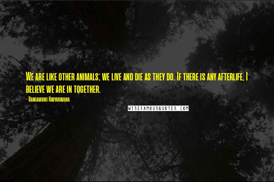 Bangambiki Habyarimana Quotes: We are like other animals; we live and die as they do. If there is any afterlife, I believe we are in together.