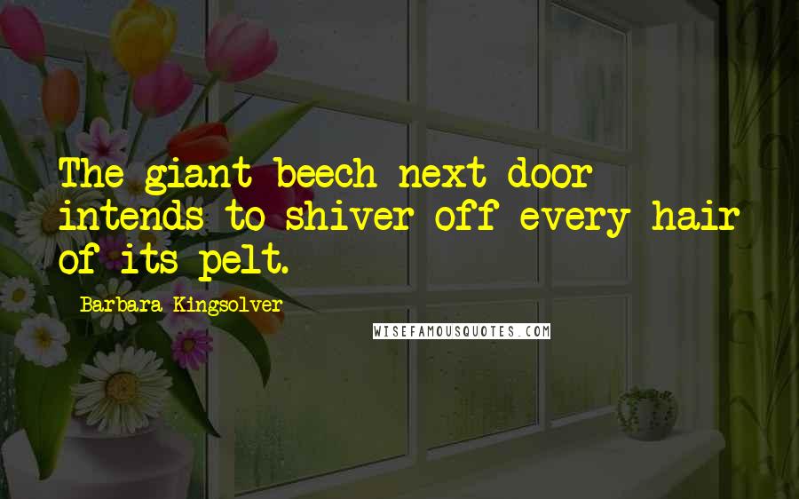 Barbara Kingsolver Quotes: The giant beech next door intends to shiver off every hair of its pelt.