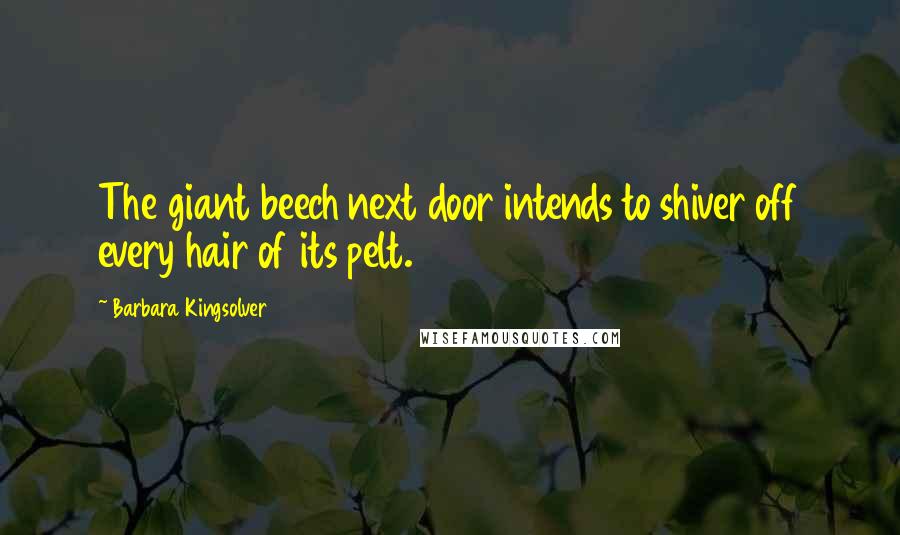 Barbara Kingsolver Quotes: The giant beech next door intends to shiver off every hair of its pelt.