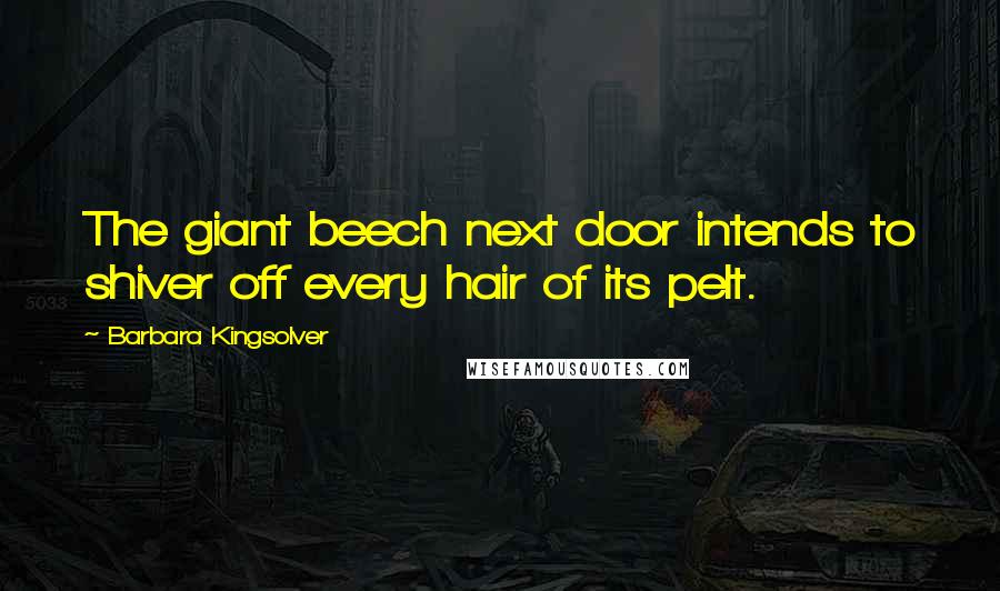 Barbara Kingsolver Quotes: The giant beech next door intends to shiver off every hair of its pelt.