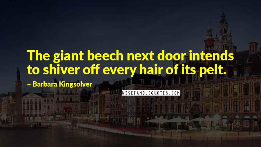 Barbara Kingsolver Quotes: The giant beech next door intends to shiver off every hair of its pelt.