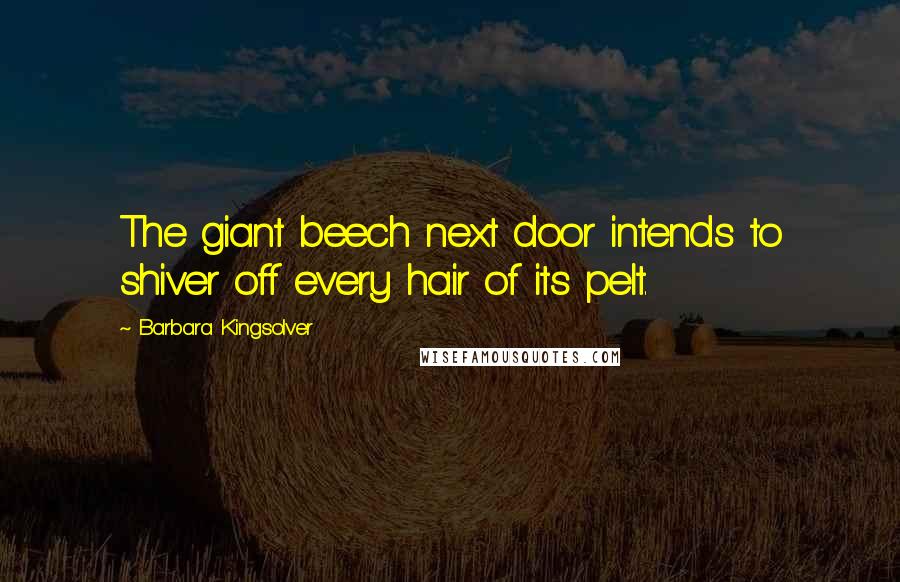 Barbara Kingsolver Quotes: The giant beech next door intends to shiver off every hair of its pelt.