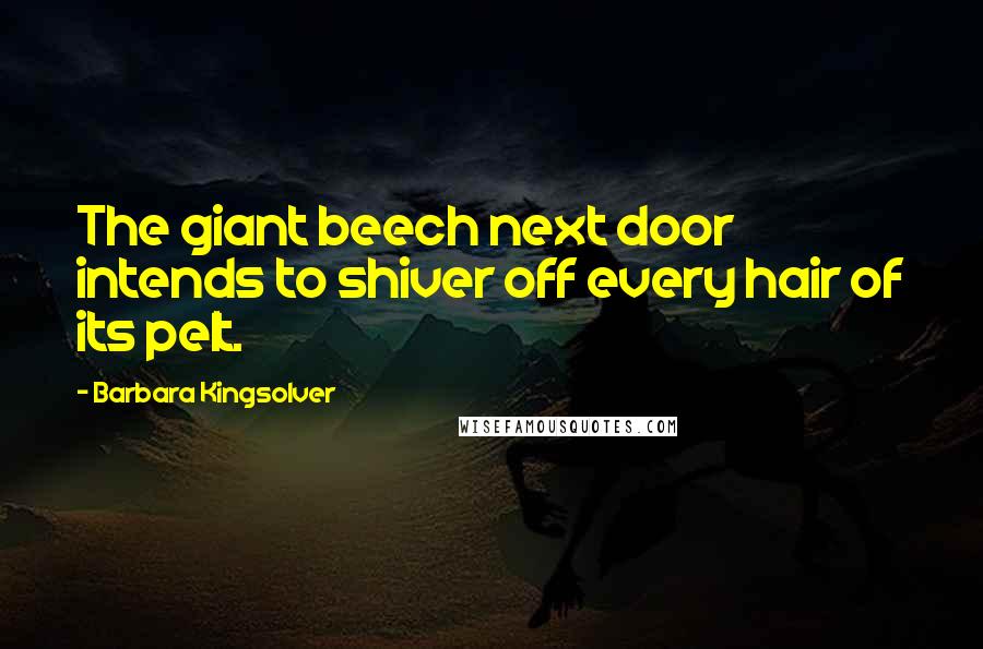 Barbara Kingsolver Quotes: The giant beech next door intends to shiver off every hair of its pelt.