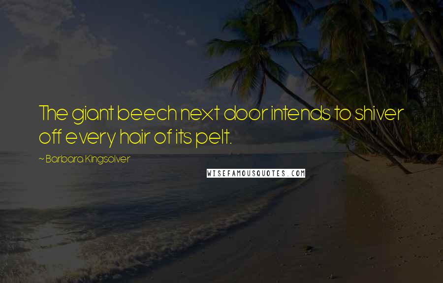 Barbara Kingsolver Quotes: The giant beech next door intends to shiver off every hair of its pelt.