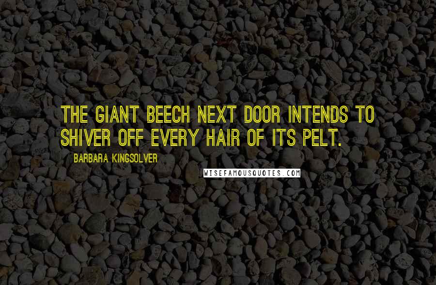 Barbara Kingsolver Quotes: The giant beech next door intends to shiver off every hair of its pelt.