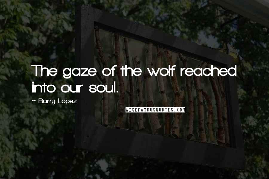 Barry Lopez Quotes: The gaze of the wolf reached into our soul.