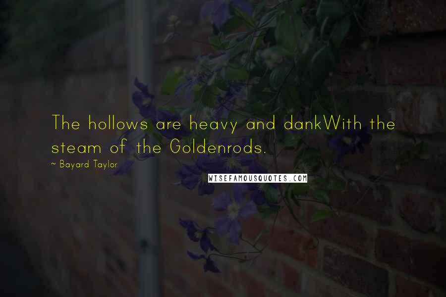 Bayard Taylor Quotes: The hollows are heavy and dankWith the steam of the Goldenrods.