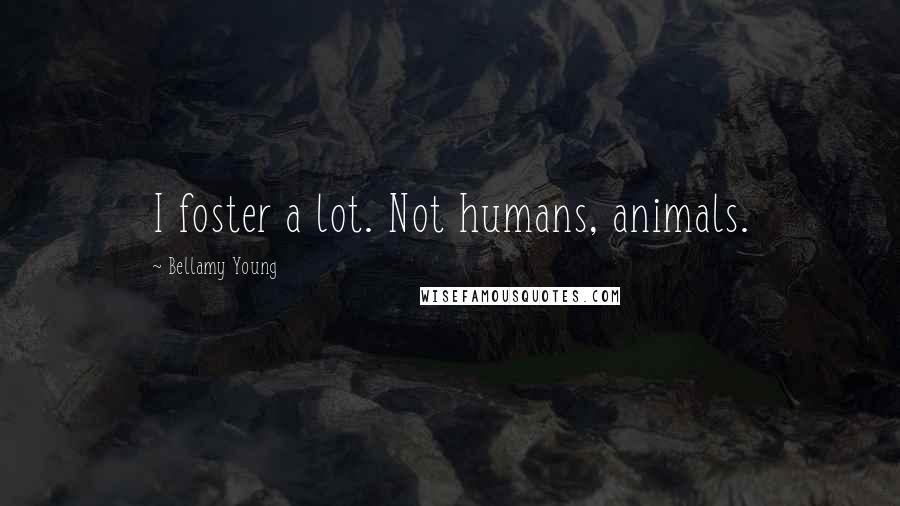 Bellamy Young Quotes: I foster a lot. Not humans, animals.