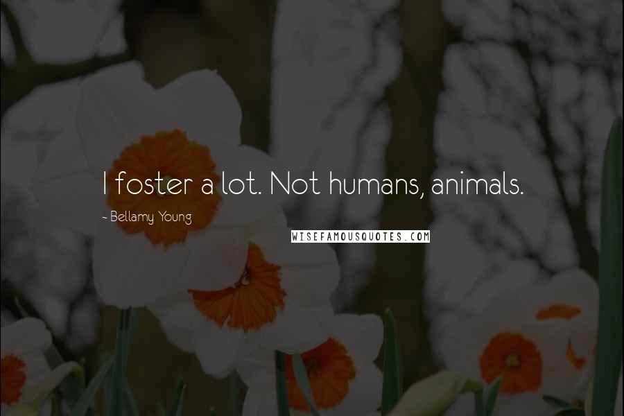 Bellamy Young Quotes: I foster a lot. Not humans, animals.